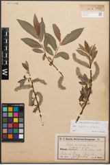 Foto von Salix caprea L. x Salix purpurea L.